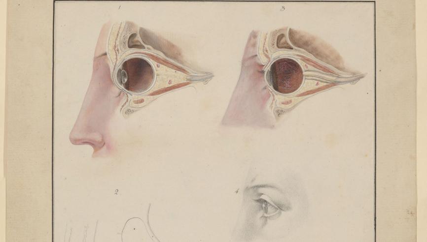 Koeck Auge c FDH web